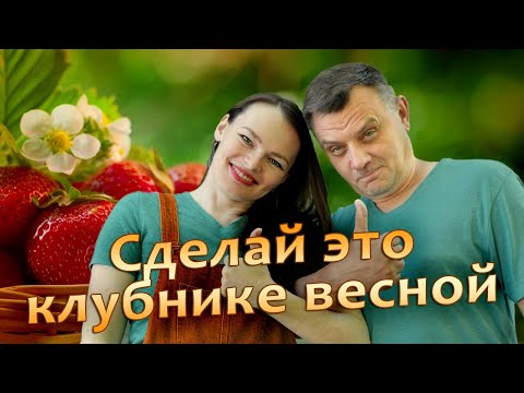 Видео: Самое важное для урожая клубники в новом сезоне