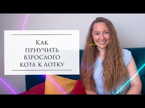 Видео: Как приучить взрослого кота к лотку