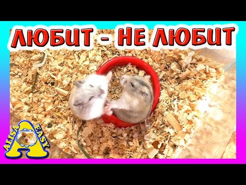 Видео: ЗНАКОМСТВО Хомяков КУКИ и КНОПКИ / Хомки ЖЕНЯТСЯ? / Уборка клетки хомяка КУКИ / Alisa Easy Pets