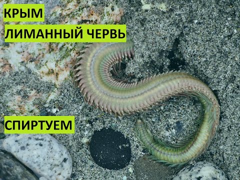 Видео: Крым. Женщинам не смотреть!!! Пьяный червь. Сохраняем морского червя