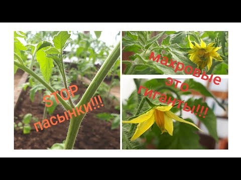 Видео: ТОМАТЫ. Первая подкормка, подвязка. Типы томатов и  самоопыление.