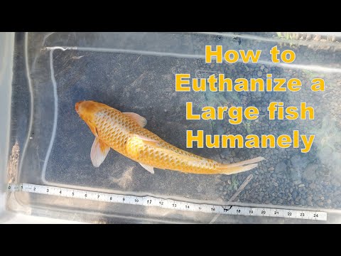Видео: Гуманная эвтаназия кои или других крупных рыб