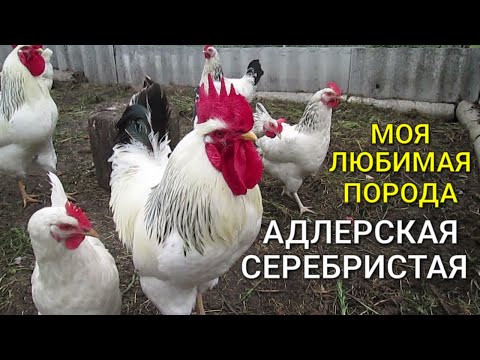 Видео: Любимая порода кур Адлерская серебристая. Курятник на даче