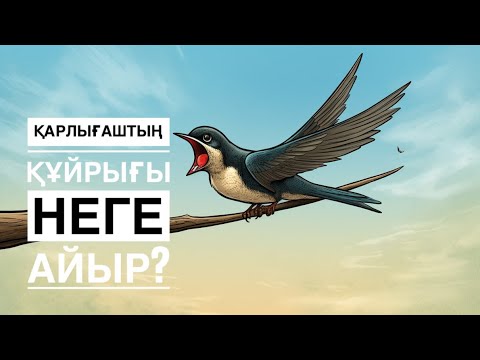 Видео: Қарлығаштың құйрығы неге айыр?