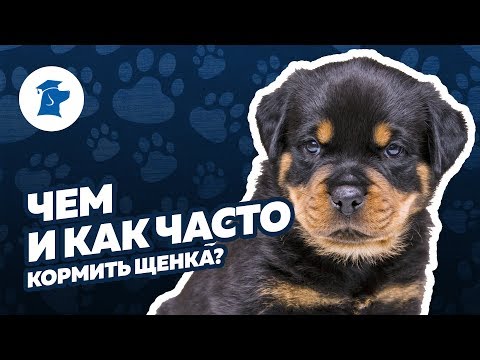 Видео: Чем кормить щенка, сколько раз кормить щенка