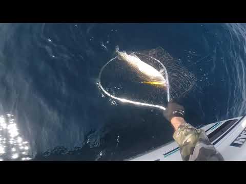 Видео: Открытие сезона по ловле трески на банке Зубра