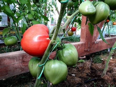 Видео: Самые скороспелые томаты из крупноплодных / Результат обработки от кладоспориоза