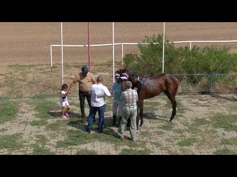 Видео: Элистинский ипподром Большой Элистинский приз Дерби  21 08 2022