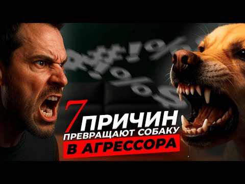 Видео: Почему собака ВДРУГ кусает человека?  Как убрать агрессию у собаки?| Советы кинолога