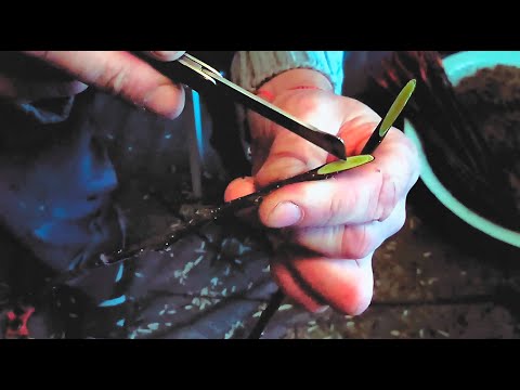 Видео: ЗИМОВЕ ЩЕПЛЕННЯ | В 2021 | В ДОМА |