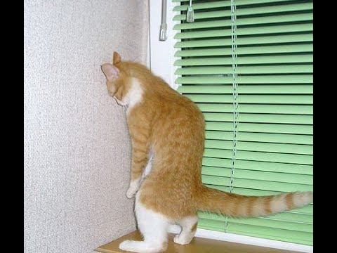 Видео: 😺 Верните шторы, я обиделся! 🐈 Подборка смешных видео котов, котят и собак! 😻
