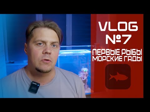 Видео: Vlog 7  (морские гады и первые рыбы)