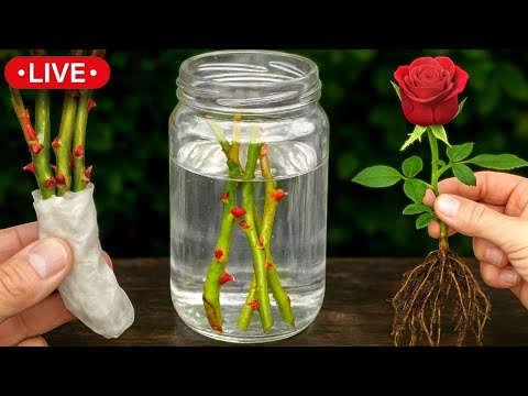 Видео: Техника размножения роз🌹: все секреты