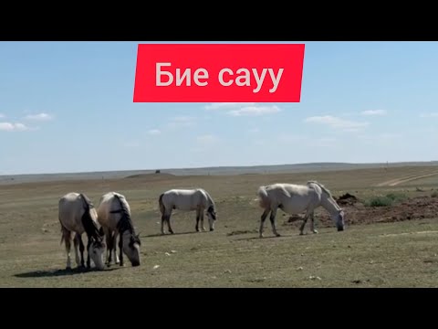 Видео: Бие сауу. Бээ саап. Доить кобылу. 13.06.2024. #бие сүті #саумал #қымыз #биесүті