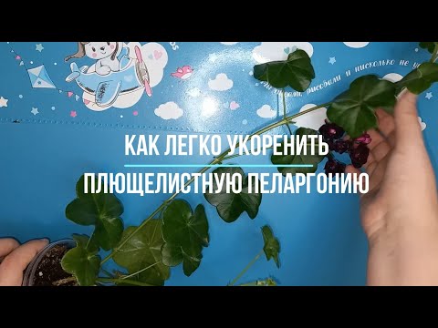 Видео: Как легко укоренить плющелистную пеларгонию, особенности обрезки и готовим правильно грунт