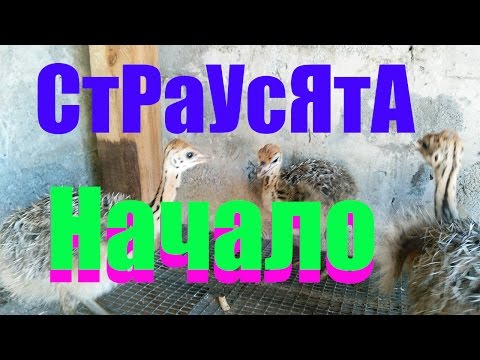 Видео: Знакомство со страусятами от Сельхозпеределкина / Meeting with ostriches