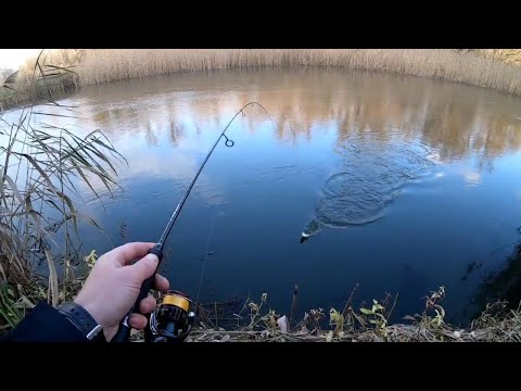 Видео: Катушка Shimano Vanford 2500S первые впечатления. С ультралайтом по реке.