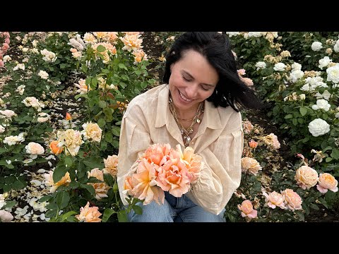Видео: Начало цветения полей роз.Питомник maryroses.ru