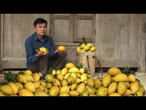 Видео: Фрукты в мамином саду, помогите ей собрать и продать.  Роберт |  Зеленая лесная жизнь