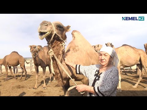 Видео: ЕҢБЕК АДАМЫ - ГҮЛСАРА СЕЙІТЖАН