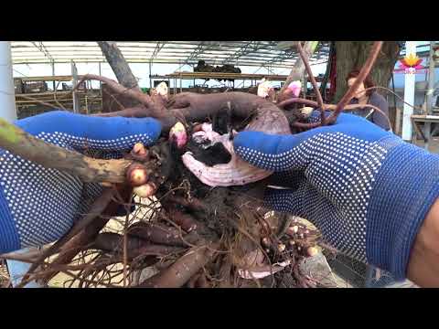 Видео: Деление травянистого пиона. Сентябрь 2018