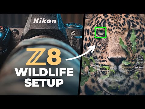 Видео: Настройка Nikon Z8 для более качественных снимков дикой природы | Фотография дикой природы