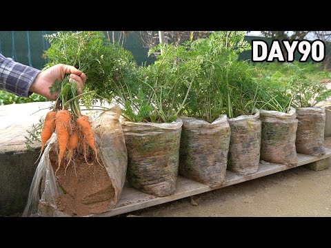 Видео: Как вырастить морковь в полиэтиленовых пакетах🥕