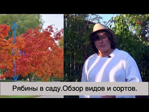 Видео: Рябины в саду. Обзор видов и сортов.