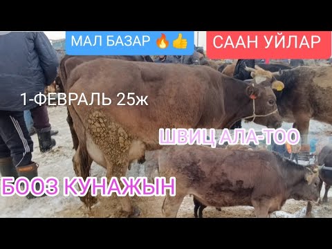 Видео: СААН УЙЛАР КУНАЖЫН БООЗ МУЗОЛУУ БИШКЕК ПРИГОРОДНЫЙ МАЛ БАЗАР 1-ФЕВРАЛЬ 2025ж