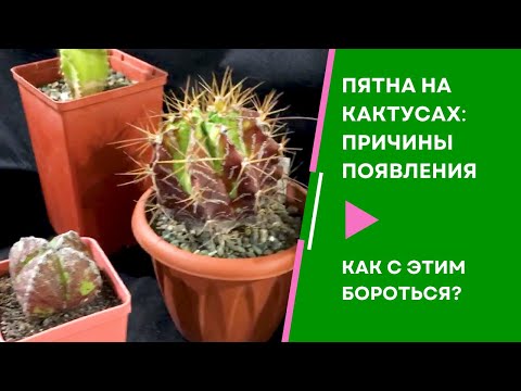 Видео: Болезни растений. Пятна на кактусах и суккулентах: причины появления и как с ними бороться.