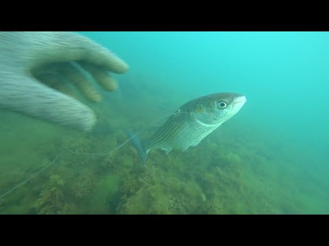 Видео: ПО.Воды много ,а рыбу... , нужно искать .