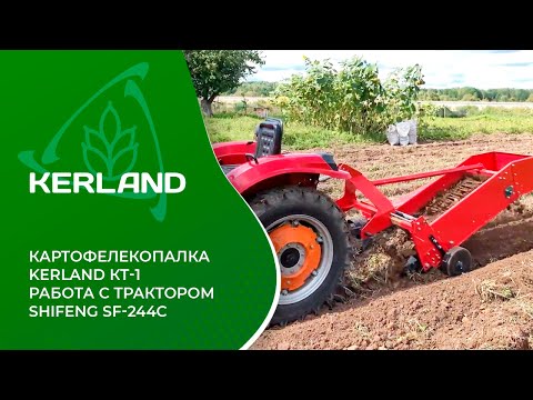 Видео: 🔥 Картофелекопалка Kerland KT-1 в работе с трактором Shifeng SF-244С