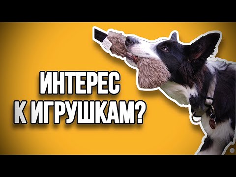 Видео: Как увеличить игровую мотивацию? Что если собака не хочет играть в игрушки? Вот вам ответ!