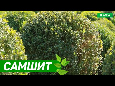 Видео: ДАЧНИКИ: САМШИТ - стрижка и уход | Живая изгородь | Пересадка, размножение, уход зимой, вредители