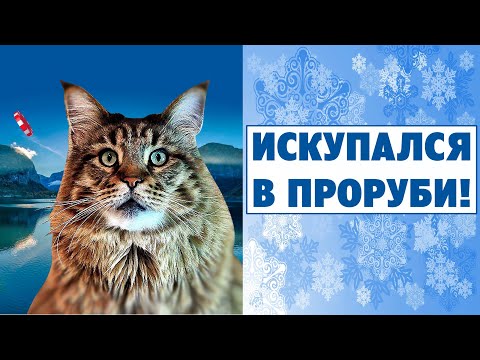 Видео: Кот Вилли искупался в проруби. Расследуем!