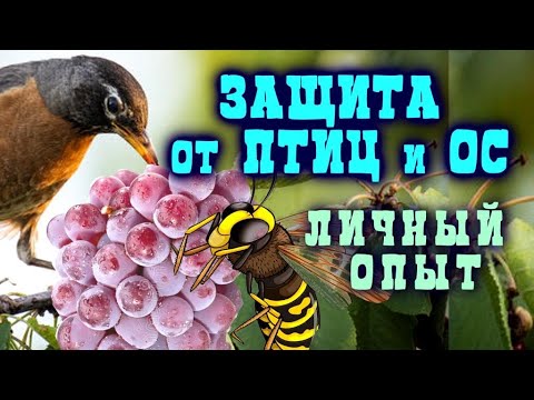 Видео: ЗАЩИТА ОТ ПТИЦ И ОС - ЛИЧНЫЙ ОПЫТ