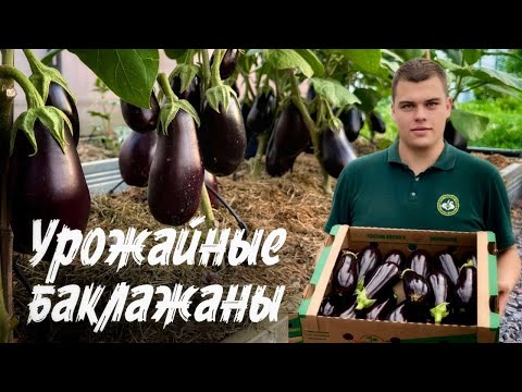 Видео: УРОЖАЙНЫЕ БАКЛАЖАНЫ БЕЗ ГОРЕЧИ | ЛУЧШИЕ СОРТА И ГИБРИДЫ ОТ СЕМКО