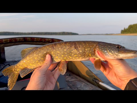 Видео: Селигер!!!Рыба на каждом забросе!!! Супер монтаж...