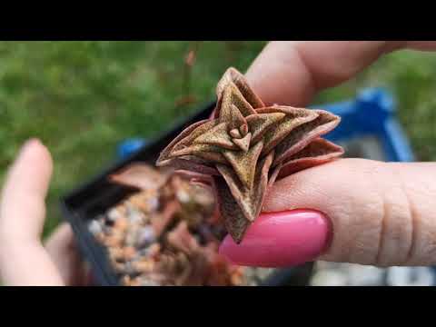 Видео: Обрезка суккулентов: как, зачем и что происходит с растением после обрезки