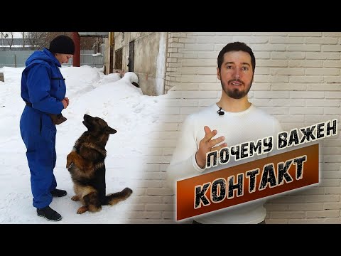 Видео: Контакт с собакой