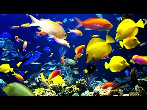 Видео: 🐠 Красивые рыбки в аквариуме