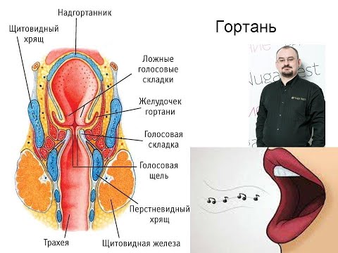 Видео: Гортань – её предназначение, строение и болезни.