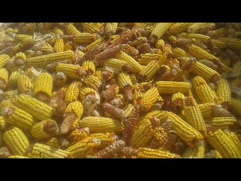 Видео: Күркелерге жаңа қора жəне жем