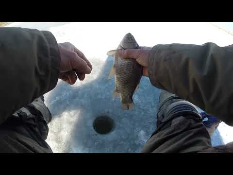 Видео: Караси из лунки на мелководье. Как я их вылавливаю. Маныч .11 февраля 2023 год. Юрий. Философ.