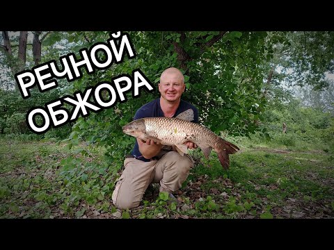 Видео: ЛОВЛЯ ДИКОГО АМУРА НА РЕКЕ. РЕЧНОЙ ОБЖОРА...