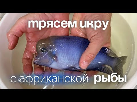 Видео: Получаем малька от африканской рыбы