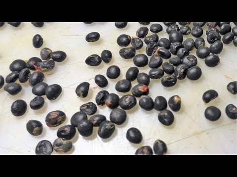 Видео: Собираю семена спаржи