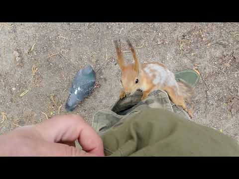 Видео: Белка обнаружила, что у меня есть другие карманы / Squirrel discovered that I have other pockets