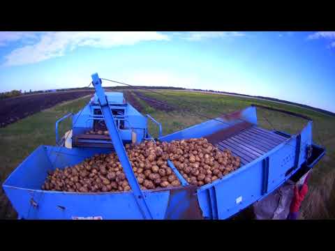 Видео: УБОРКА КАРТОФЕЛЯ КОМБАЙНОМ. Сезон 2019.