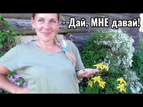 Видео: Мой Муж ЖАДИНА или КРАСОТА и ПОРЯДОК БЫСТРО